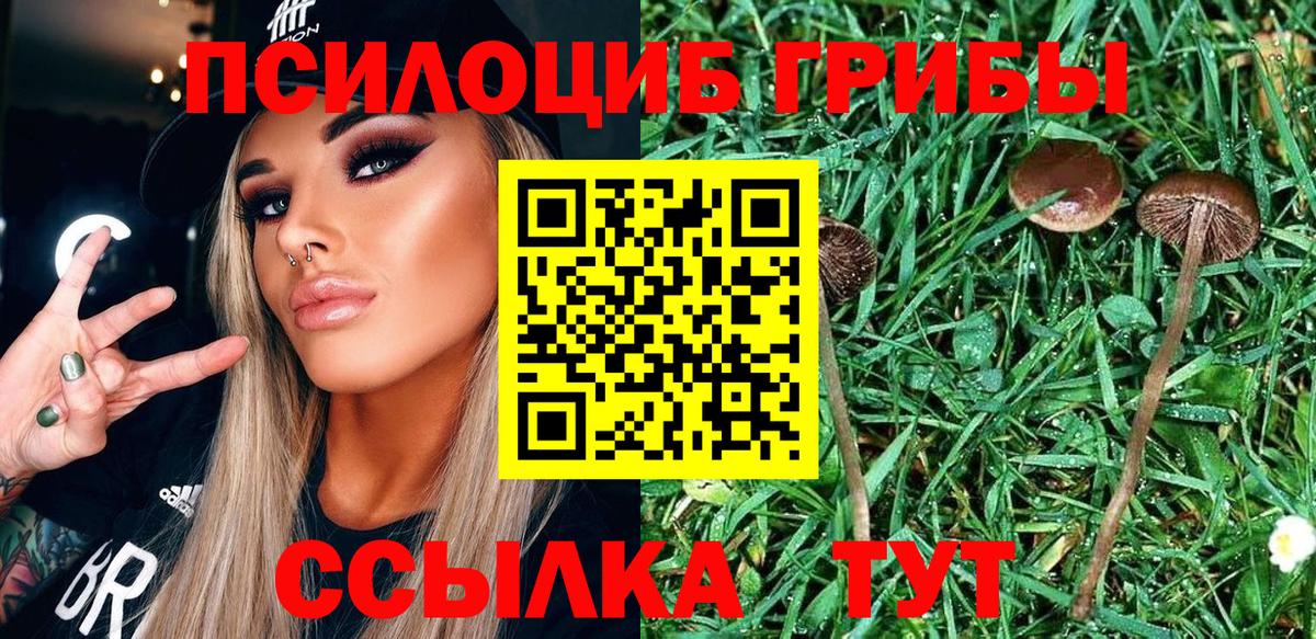 Галлюциногенные грибы Psilocybe Вязьма